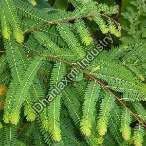 Amla Leaves