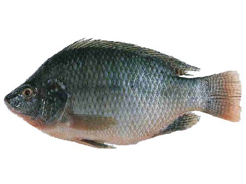 Fresh Tilapia Fish