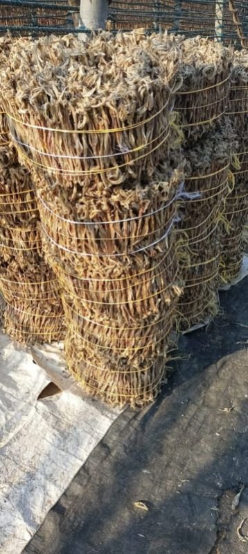 dry fish