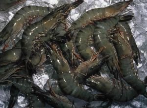 Black Tiger Brackish Water Prawns