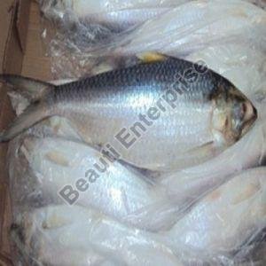 Frozen Ilish Fish