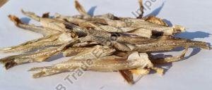 Dry Bombay Duck Fish