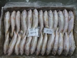 Frozen Croaker Fish