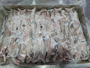 Frozen Bombay Duck Fish