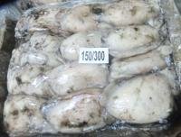 Frozen Cuttlefish Whole Cleaned
