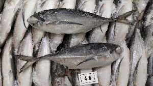 Horse Mackerel Fish