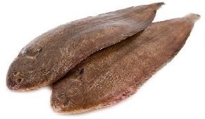 Frozen Sole Fish