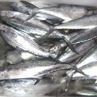 Frozen Fish