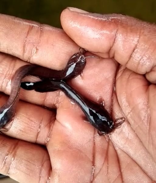 Desi Magur Fish Seeds