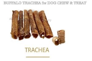 Buffalo Trachea