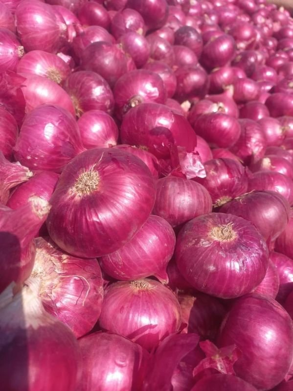 Fresh Organic Red Onion