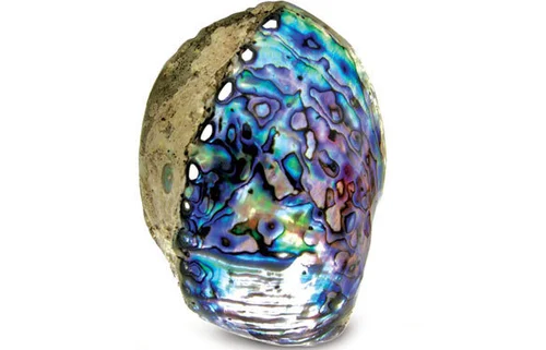 cocoa bean shell