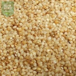 Barnyard Millet Seeds