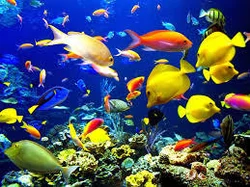 Ornamental Fish