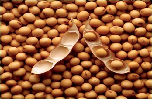 lentils beans