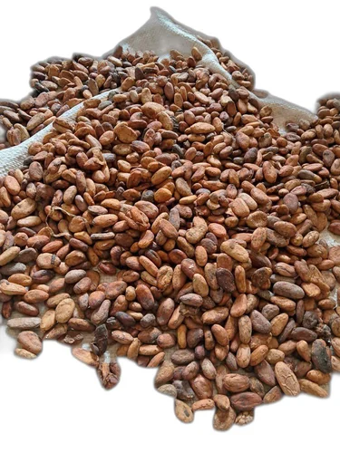 fermented cocoa beans