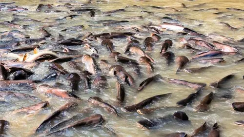 fish farming