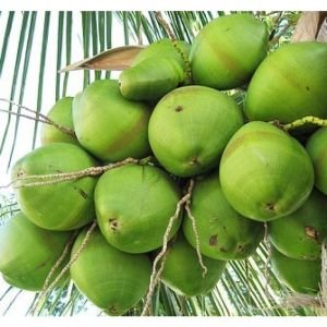 Tender coconut