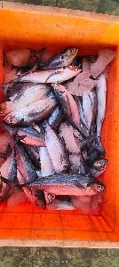 Fresh Black Mackerel Fish