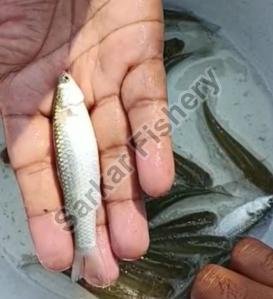 Black Carp Fish Seeds