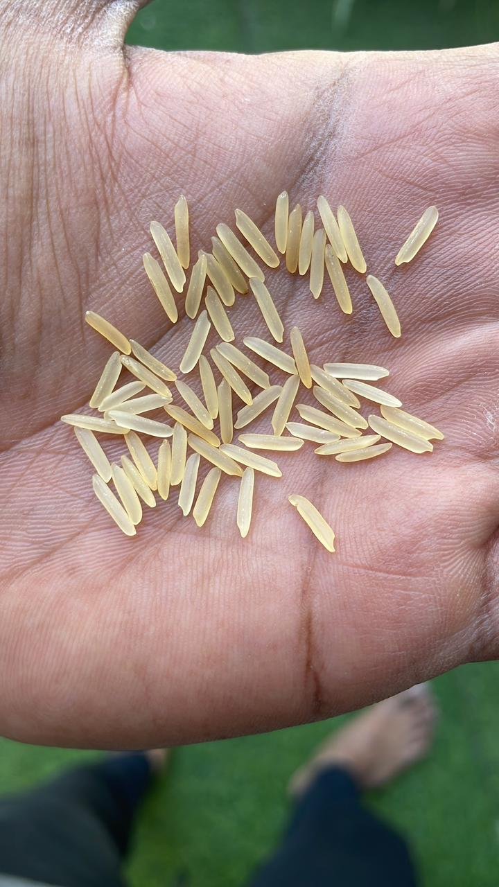 1121 Golden Sella Basmati Rice