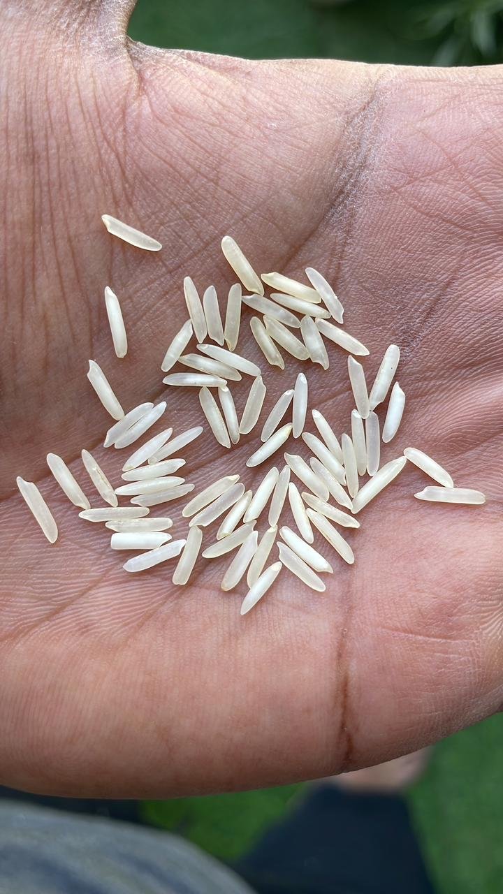 1121 white Sella Basmati Rice