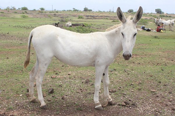 FEMALE DONKEY