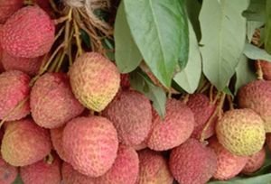 Fresh Litchi, Organic : Yes