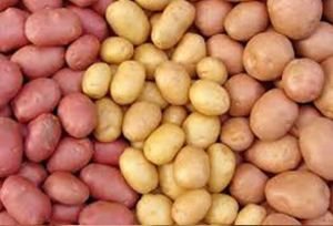 Fresh Potato, Color : Multiples