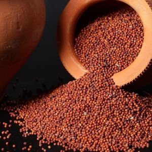 Finger Millet, Usage: Food Processing, Type : Ragi