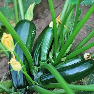 Zucchini Seeds, Usage : Agriculture, Grade: A