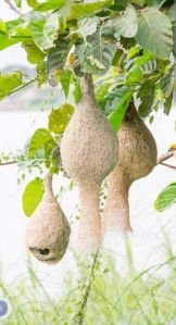 Weaver Bird Nest, Shape : Round, Size: Medium
