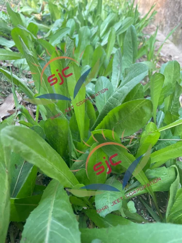 Hara Chara Kasni Beej (Pashu Chara)