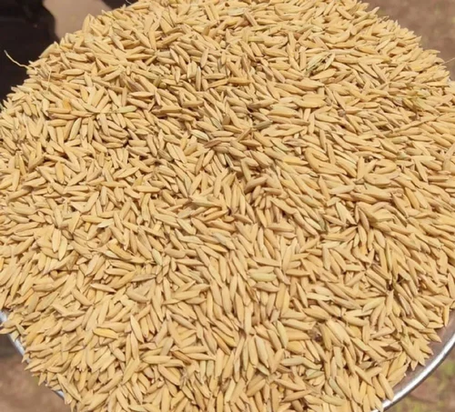 paddy rice