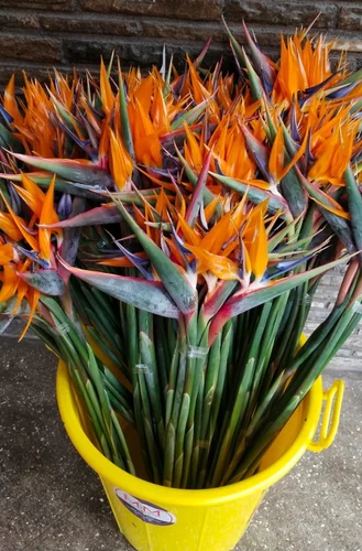 Green Carnation Flower