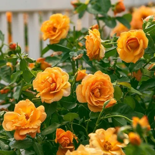 Jakirana Flower Plant