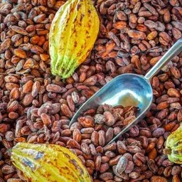 Dried Cocoa Bean
