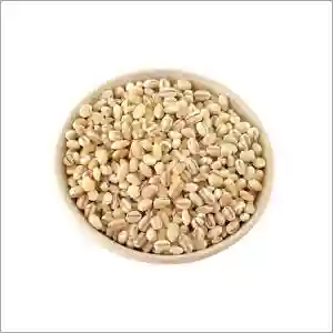 Barley Grain