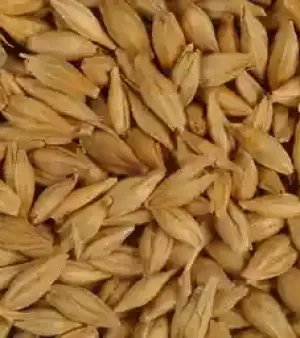 Barley