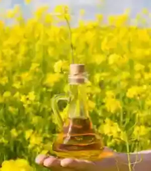 Rapeseed Oil
