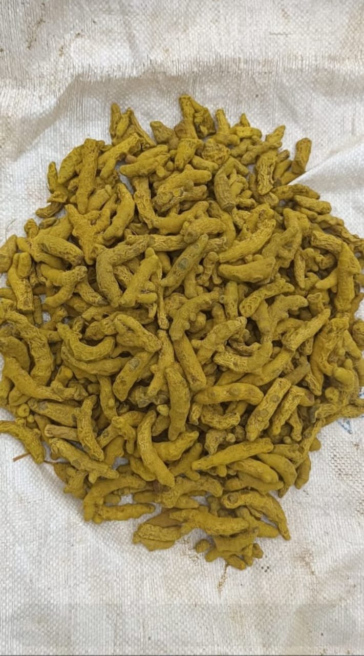 Turmeric Finger, finger length : standard