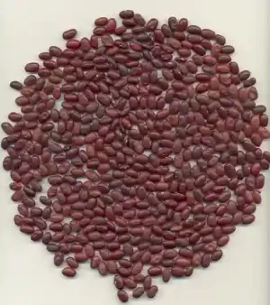 Red Kidney Beans
