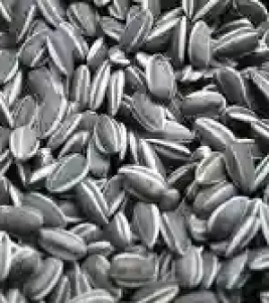 Sunflower Seeds By Glogal Group Co.,ltd.