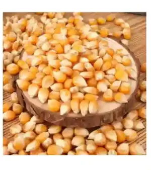 Bulk Yellow Corn Admixture (%): 1%