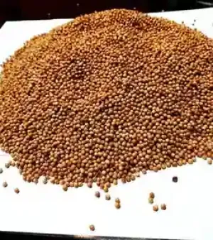 Coriander Seeds By Ppcc