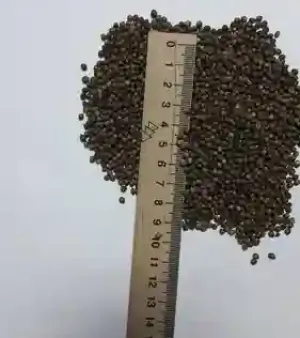 Mustard Seeds By Ukr Agro Export