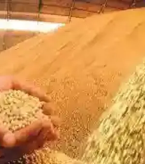 Soybean By Wind Shop