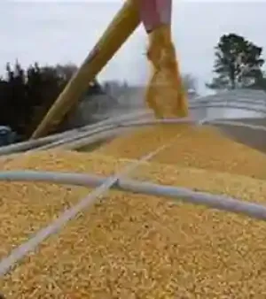 Brazil Corn Cob Girts