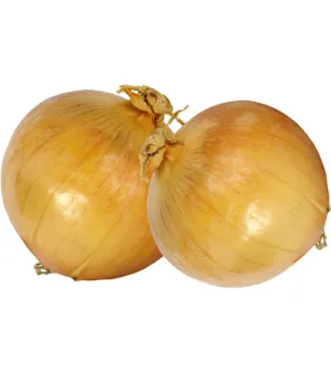 Fresh Onion, Usage: For making food, Quality: good