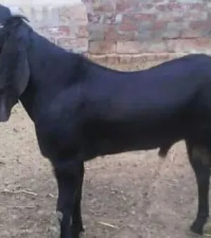 Lahori goat, Common name: Beetal, Condition: fresh
